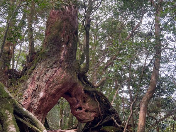 日本・屋久島「初めての屋久島⛰」の写真：この日のガイドさんは
往路は黙々ととばし...