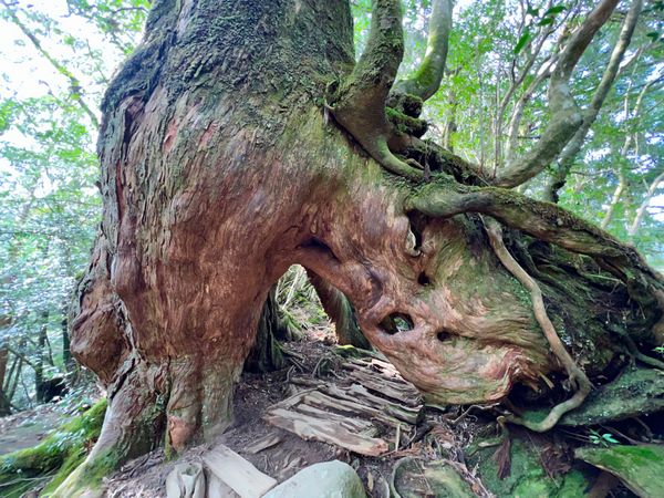 日本・屋久島「初めての屋久島⛰」の写真：杉と苔たちの存在感がすごくて
ついつい色...