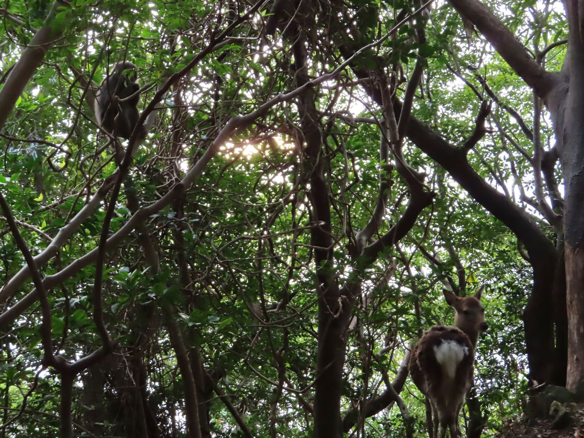 このとき
もののけ姫感あった🐒🦌🌱🌿