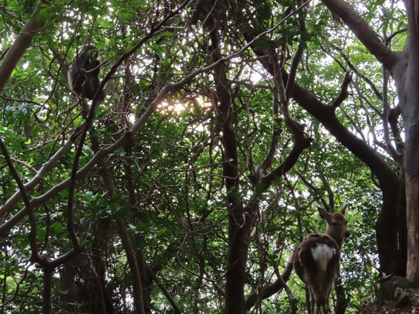日本・屋久島「初めての屋久島⛰」の写真：このとき
もののけ姫感あった🐒🦌🌱🌿