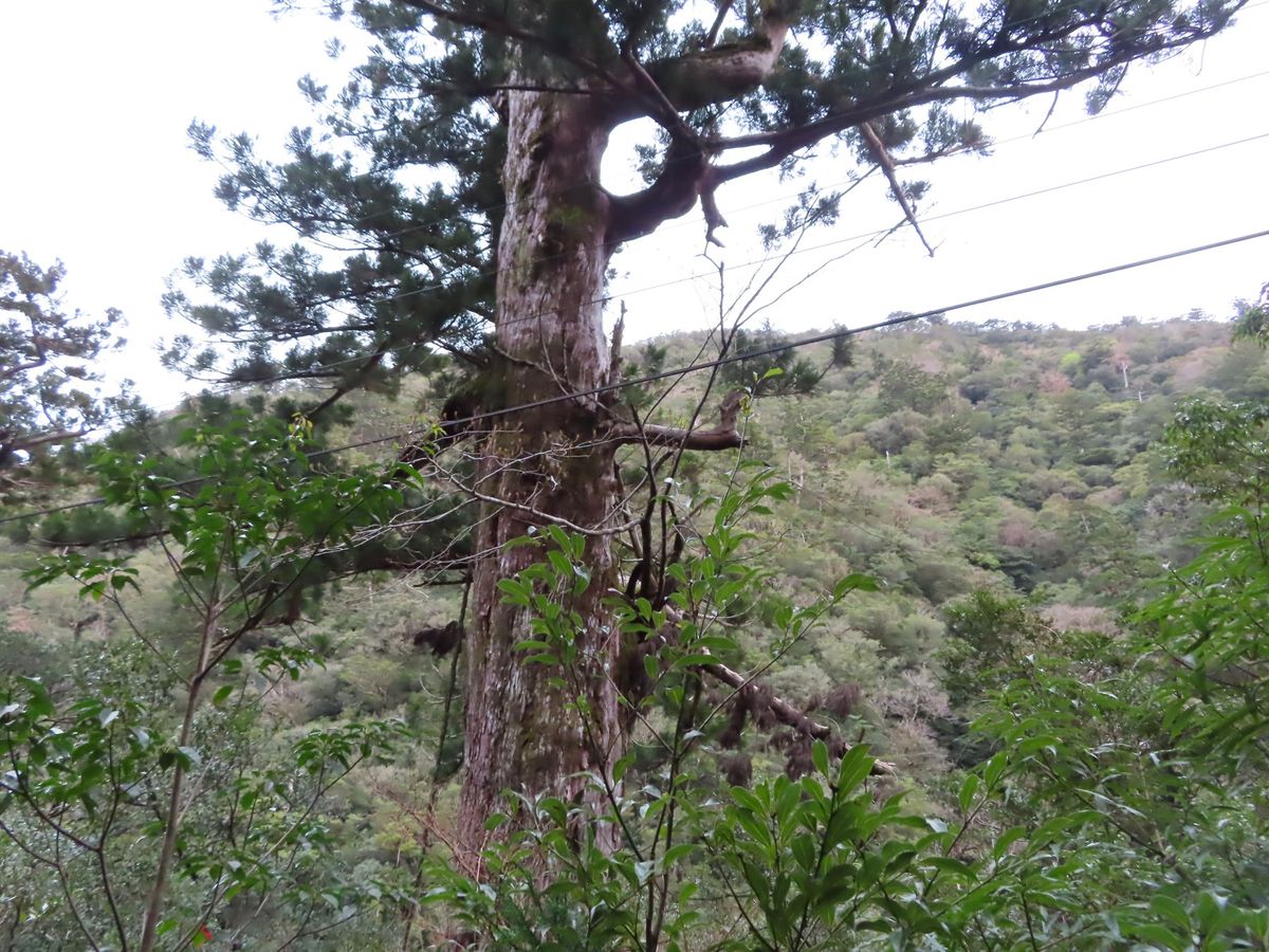 私達のガイドさんは
往路で説明をたくさんして
復路は歩くのに集中するタイプ...