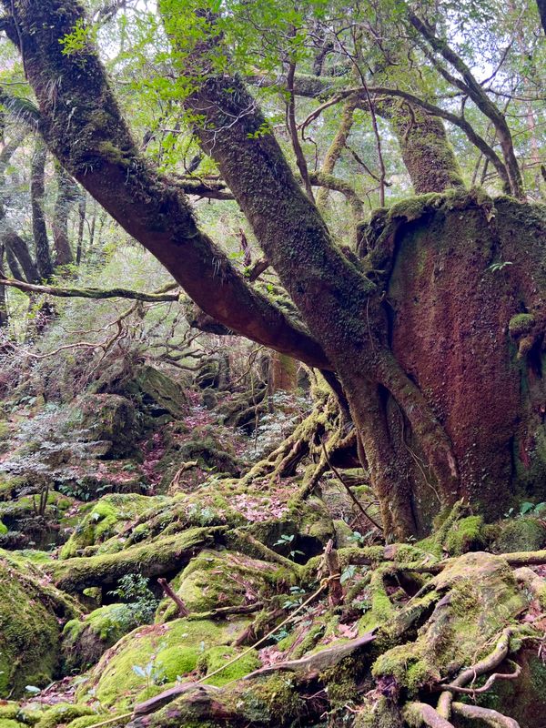 日本・屋久島「初めての屋久島⛰」の写真：苔むす森

やっとの思いで到着〜😩
距離...