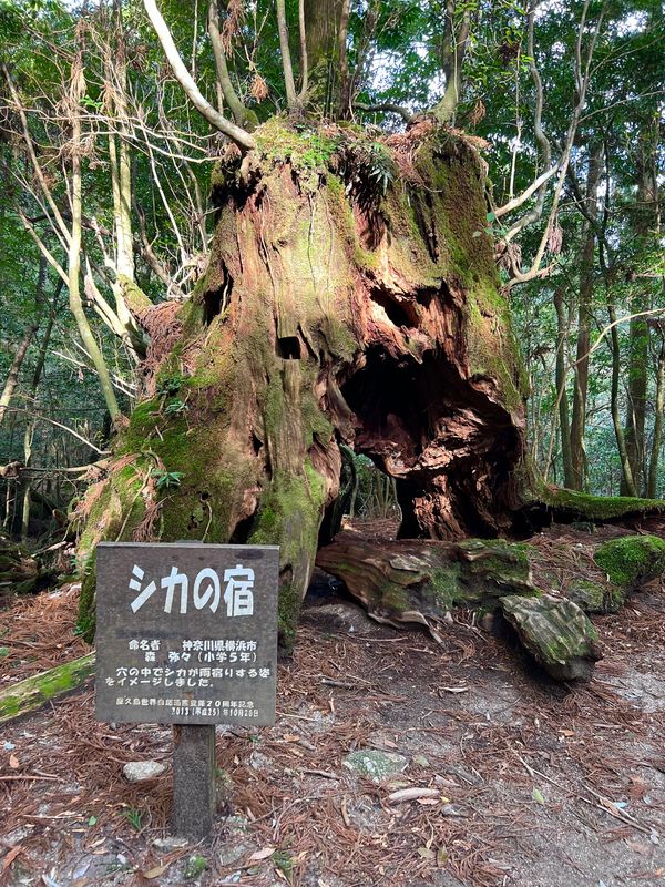日本・屋久島「初めての屋久島⛰」の写真：往路は説明は一息しかなく
あまりゆっくり...