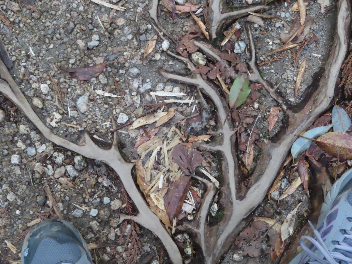 よく見てみると
苔も色んな種類のものが生えてて可愛い

鹿の角みたいな根っ...