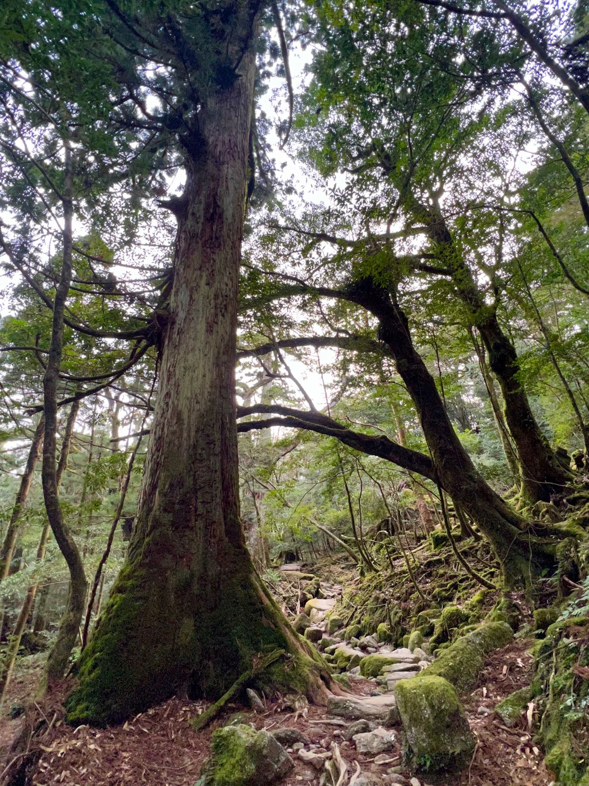 よく見てみると
苔も色んな種類のものが生えてて可愛い

鹿の角みたいな根っ...