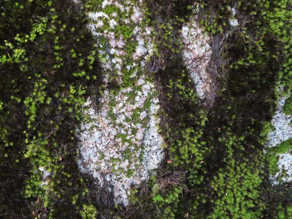 日本・屋久島「初めての屋久島⛰」の写真：私達のガイドさんは
往路で説明をたくさん...