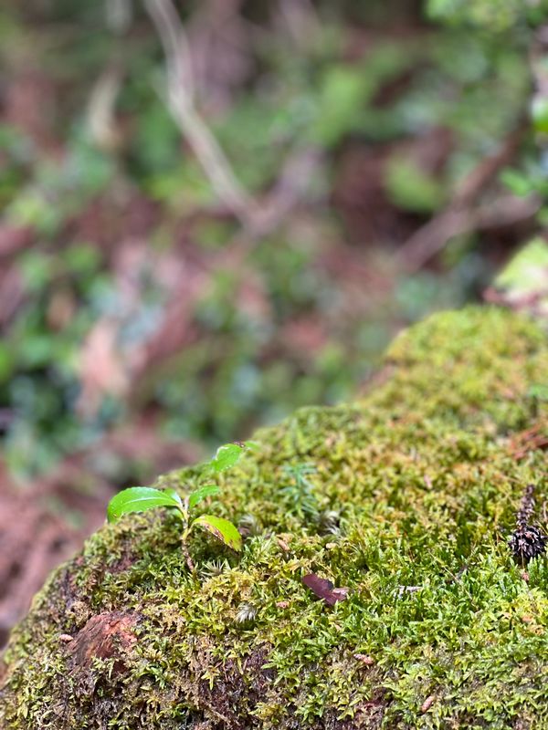 日本・屋久島「初めての屋久島⛰」の写真：屋久杉の赤ちゃん達🌱

1枚目が2〜3年...