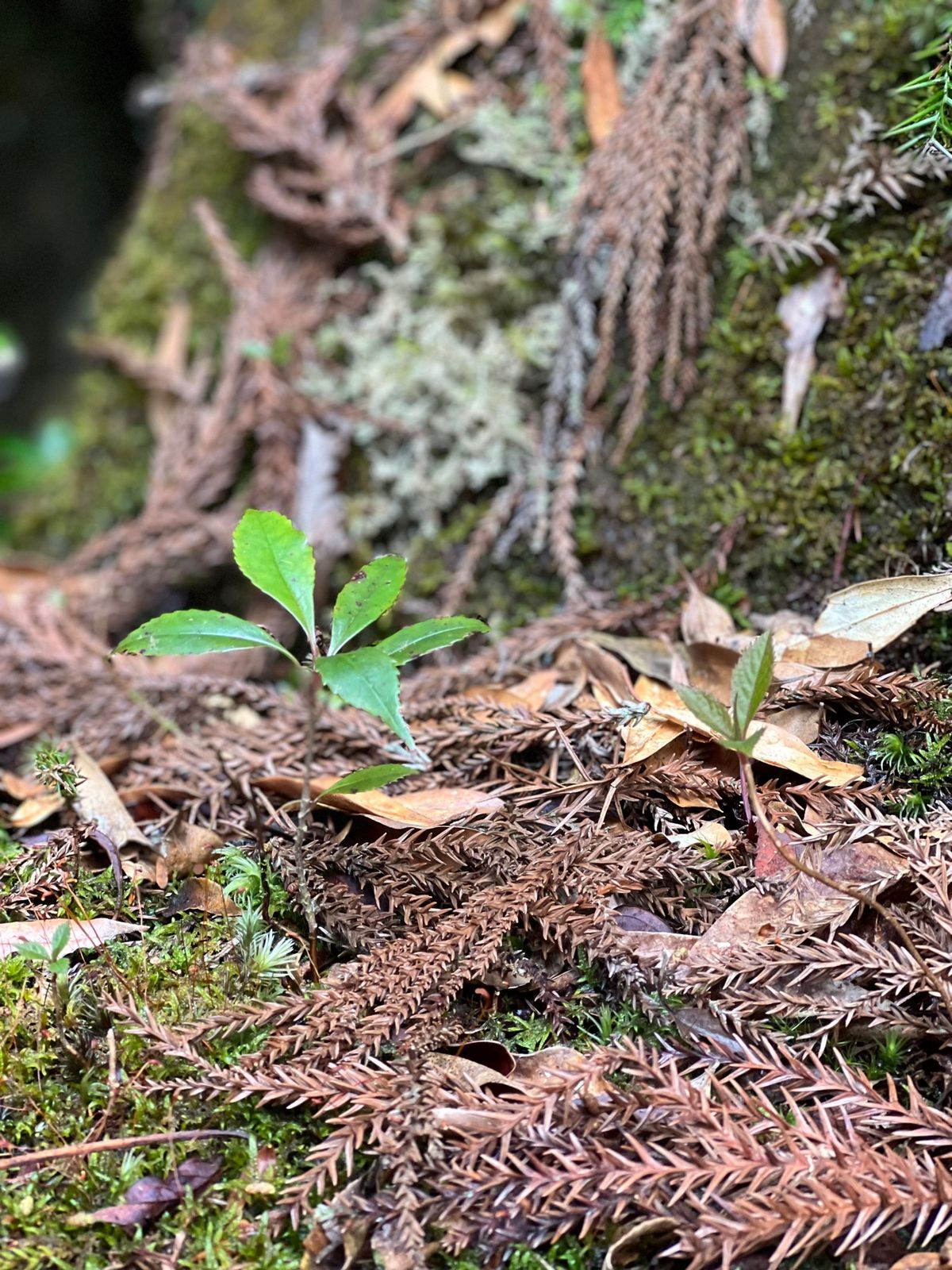 屋久杉の赤ちゃん達🌱

1枚目が2〜3年
2枚目が4〜5年
3枚目が7〜8...