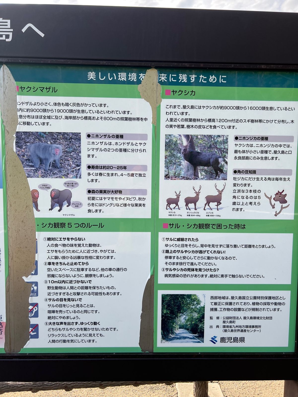 🐒ちゃんのあとには
ヤクシカにも出会った😍

結構近くて感動