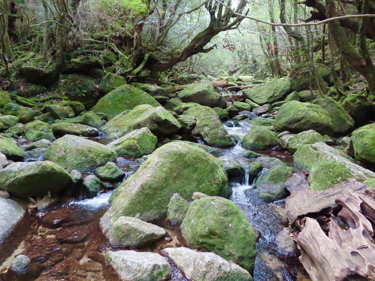 杉と苔たちの存在感がすごくて
ついつい色々と撮ってしまう