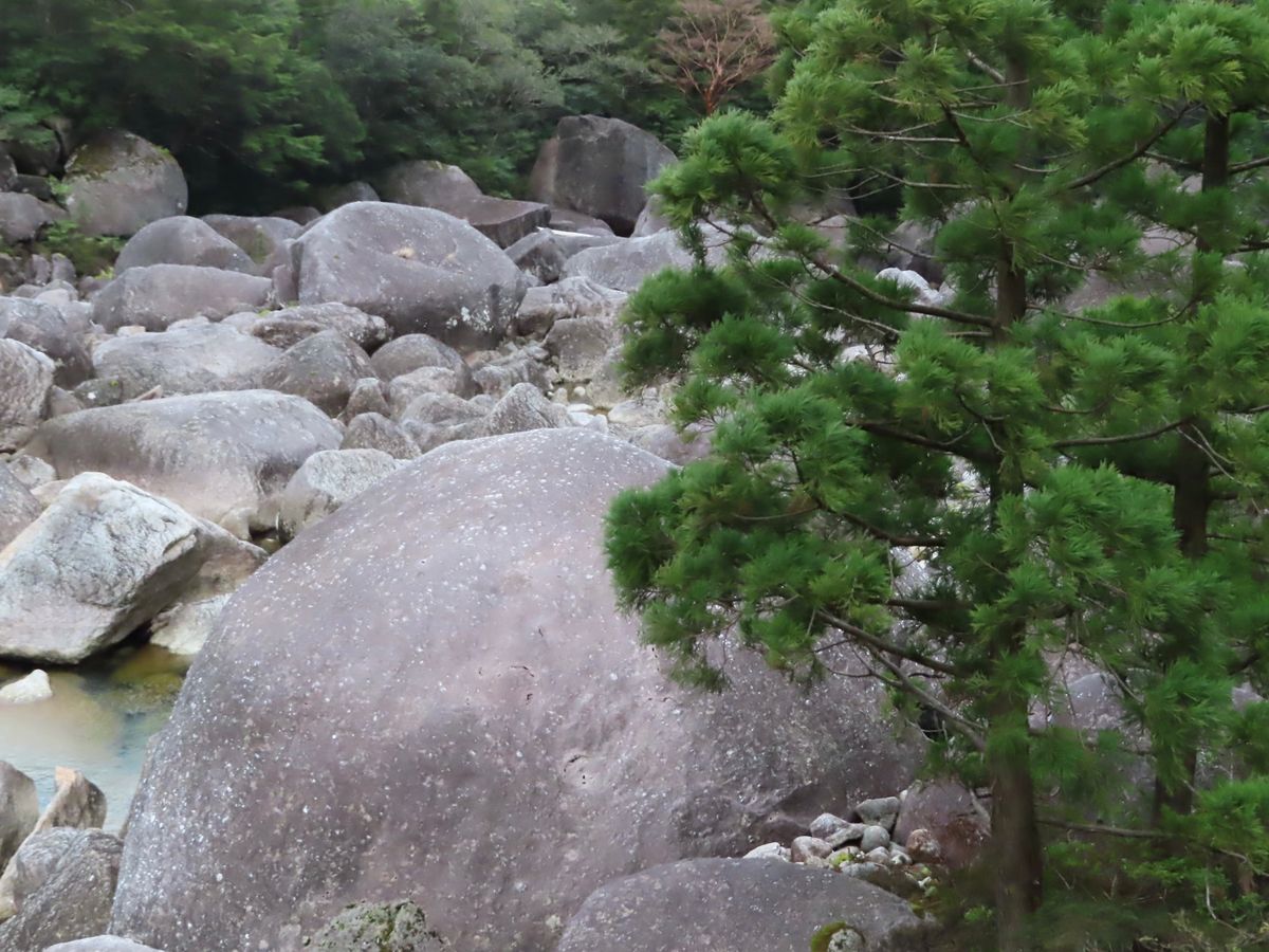 徐々に苔で満ちた世界になってきて
雲水峡じゃないけど
すでにジブリみたいな...