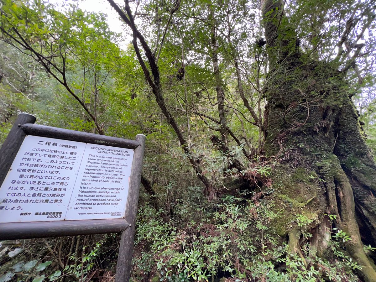 切り株の上に種が落ちて発芽した二代杉
生命力がすごい！

近くでみると本当...