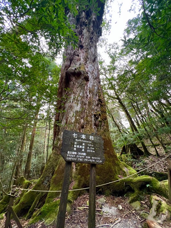 日本・屋久島「初めての屋久島⛰」の写真：往路は慌ててしか撮れなかった七本杉

本...