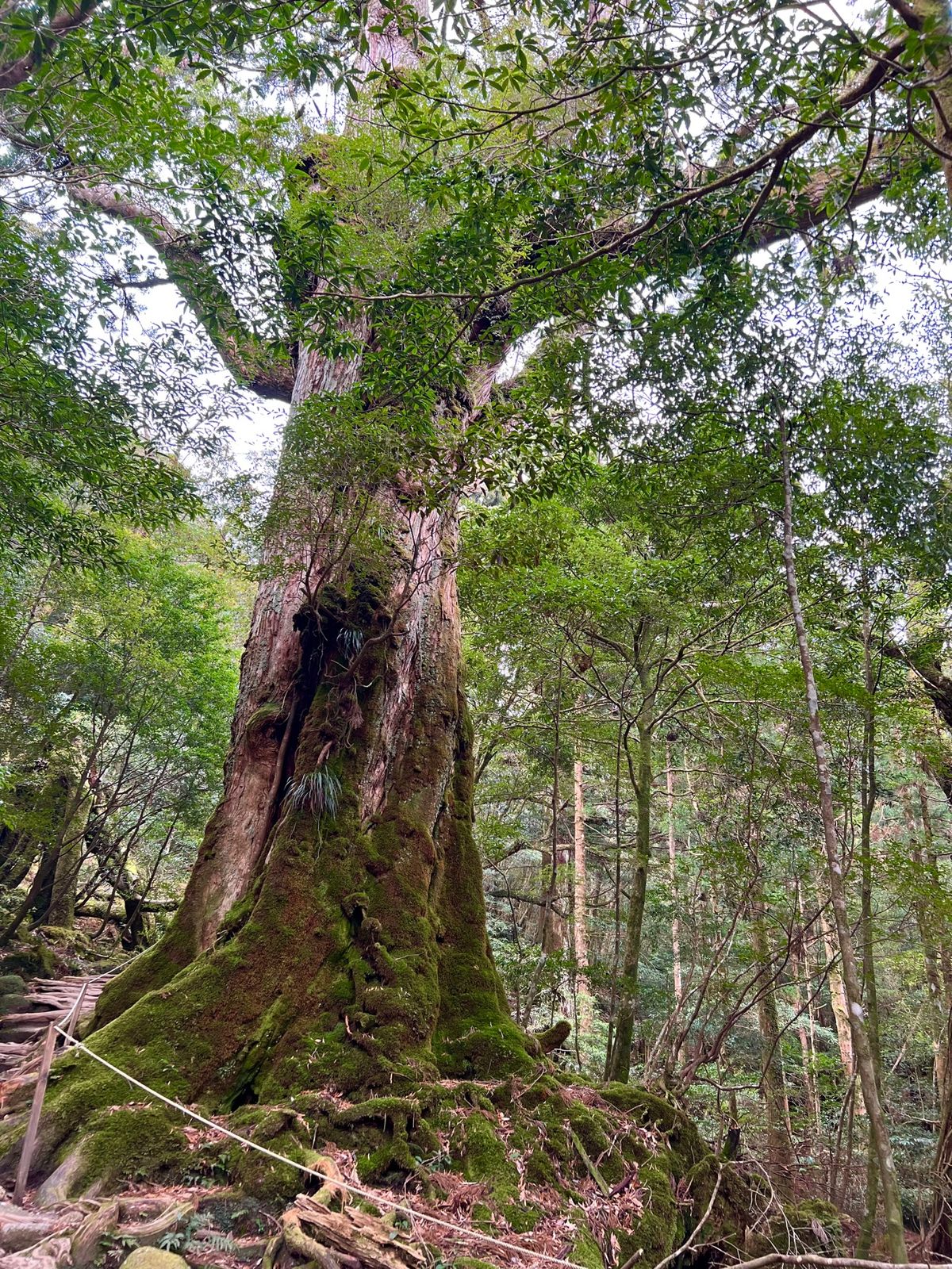 陽が照りだしてきて
緑がいっそう映えてきた

どの木をみても苔でフカフカ
...