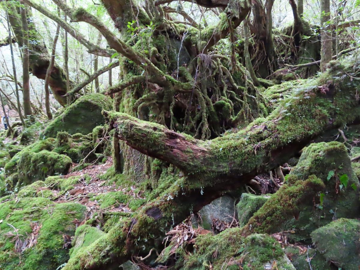 よく見てみると
苔も色んな種類のものが生えてて可愛い

鹿の角みたいな根っ...
