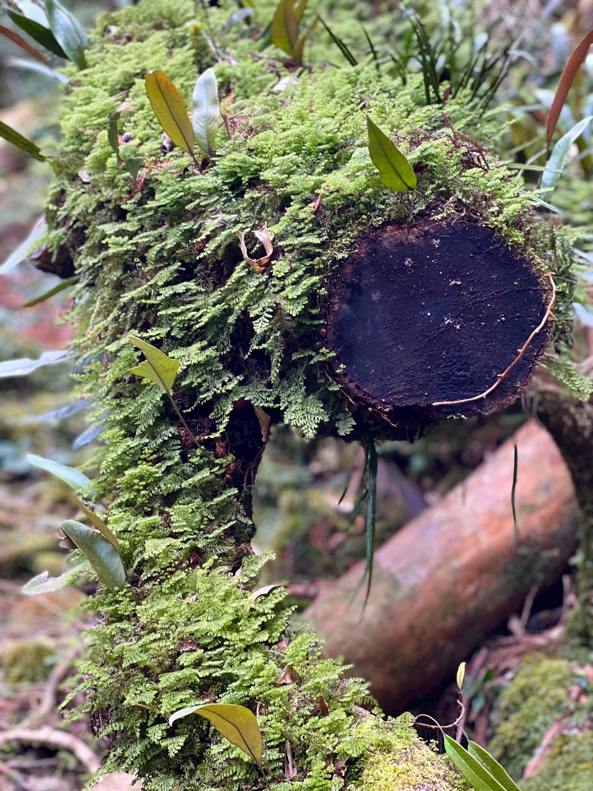 往路は慌ててしか撮れなかった七本杉

本当に色々な種類の苔が生えてる
植物...