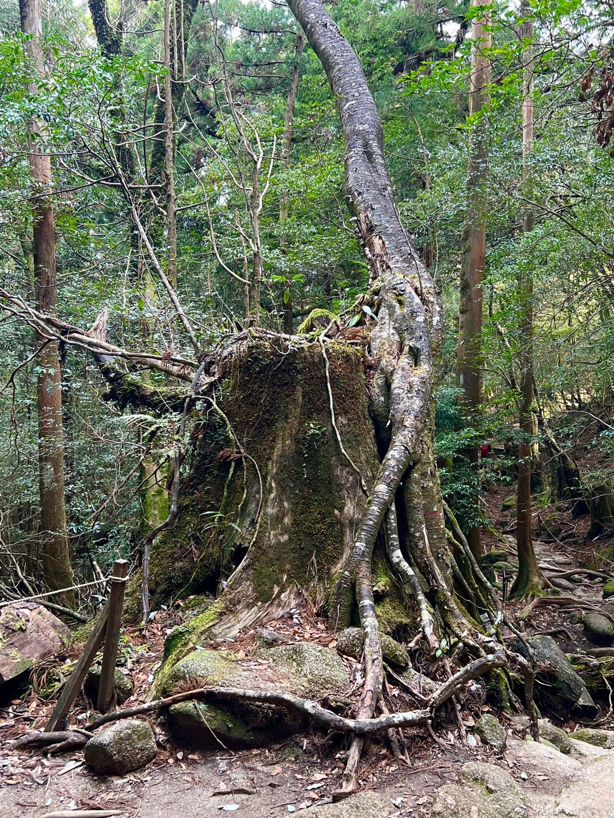 往路は慌ててしか撮れなかった七本杉

本当に色々な種類の苔が生えてる
植物...