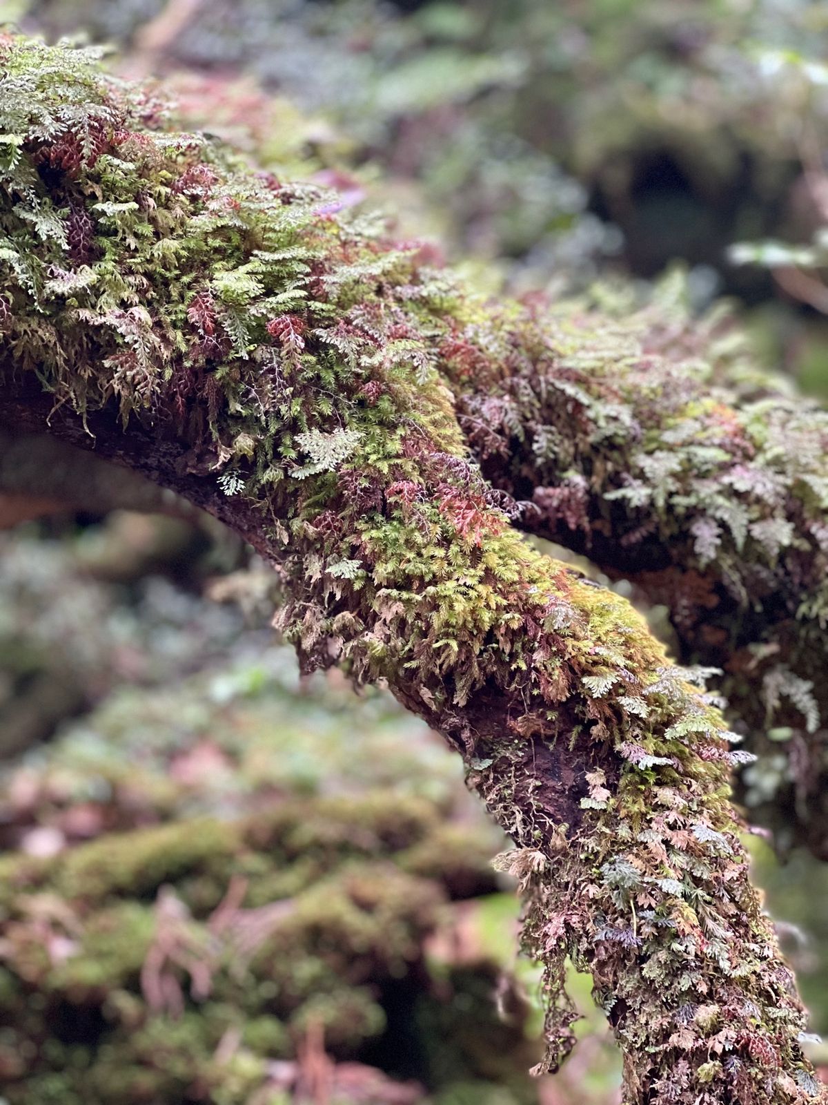 苔むす森

ここから1人撮影タイム📸
なかなかもののけ姫のように幻想的には...