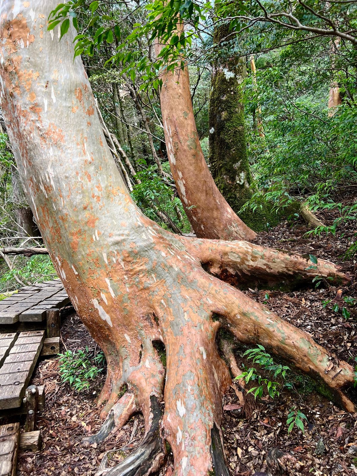 日照圏を巡る木々達の争い

場合によっては合体したり🌲

この辺りはヒメシ...