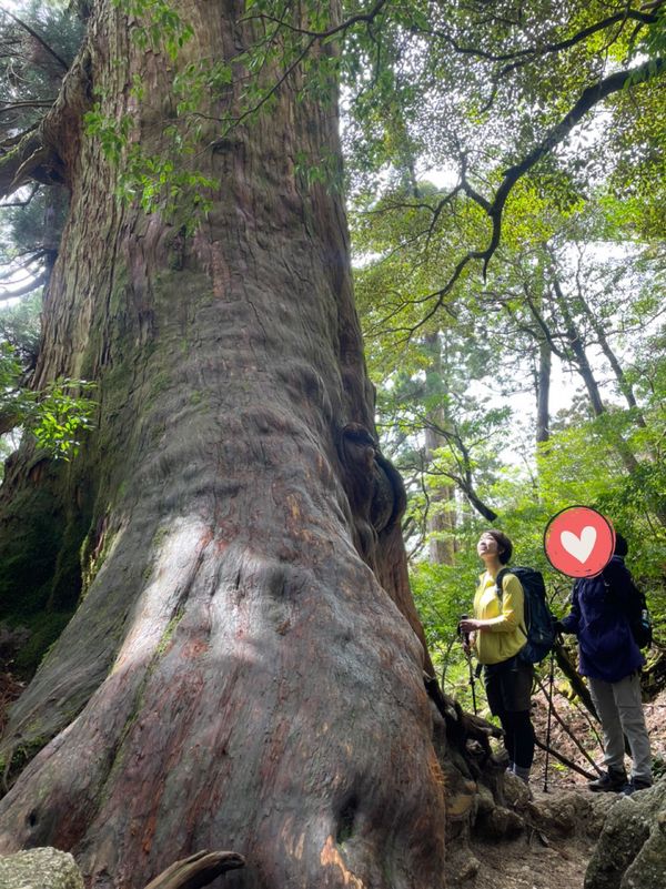 日本・屋久島「初めての屋久島⛰」の写真：このとき息も絶え絶えの疲れ具合😂

ちょ...