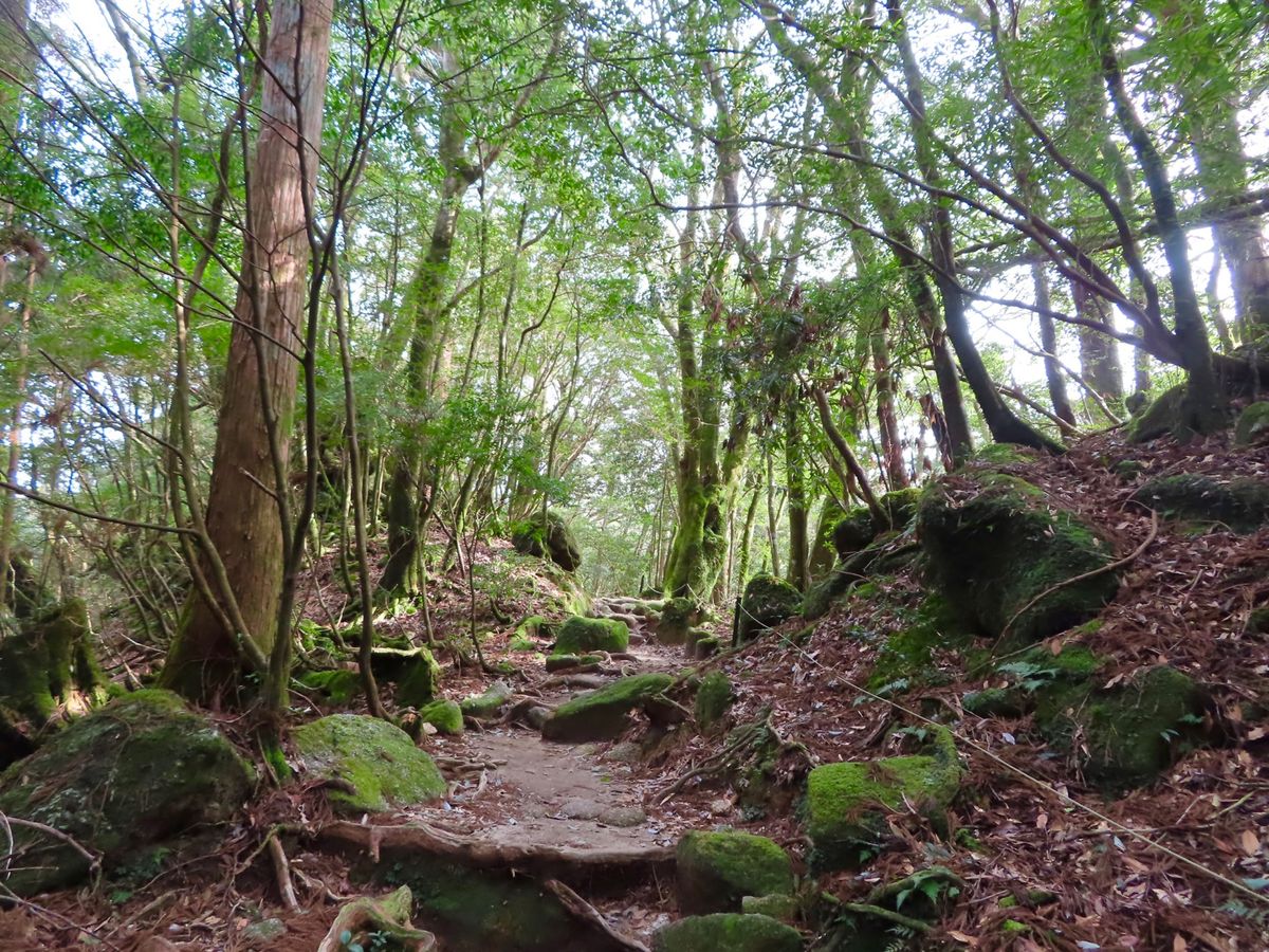 陽が照りだしてきて
緑がいっそう映えてきた

どの木をみても苔でフカフカ
...