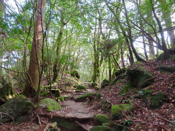 日本・屋久島「初めての屋久島⛰」の写真：陽が照りだしてきて
緑がいっそう映えてき...
