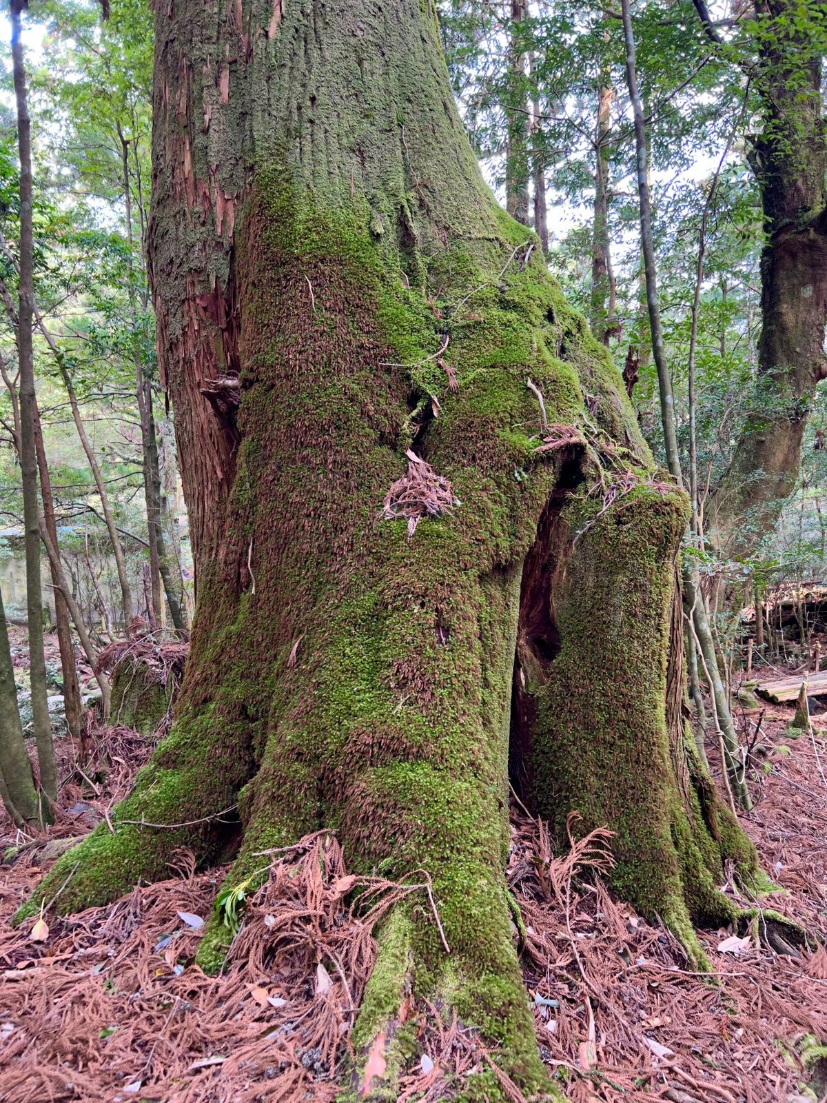 陽が照りだしてきて
緑がいっそう映えてきた

どの木をみても苔でフカフカ
...