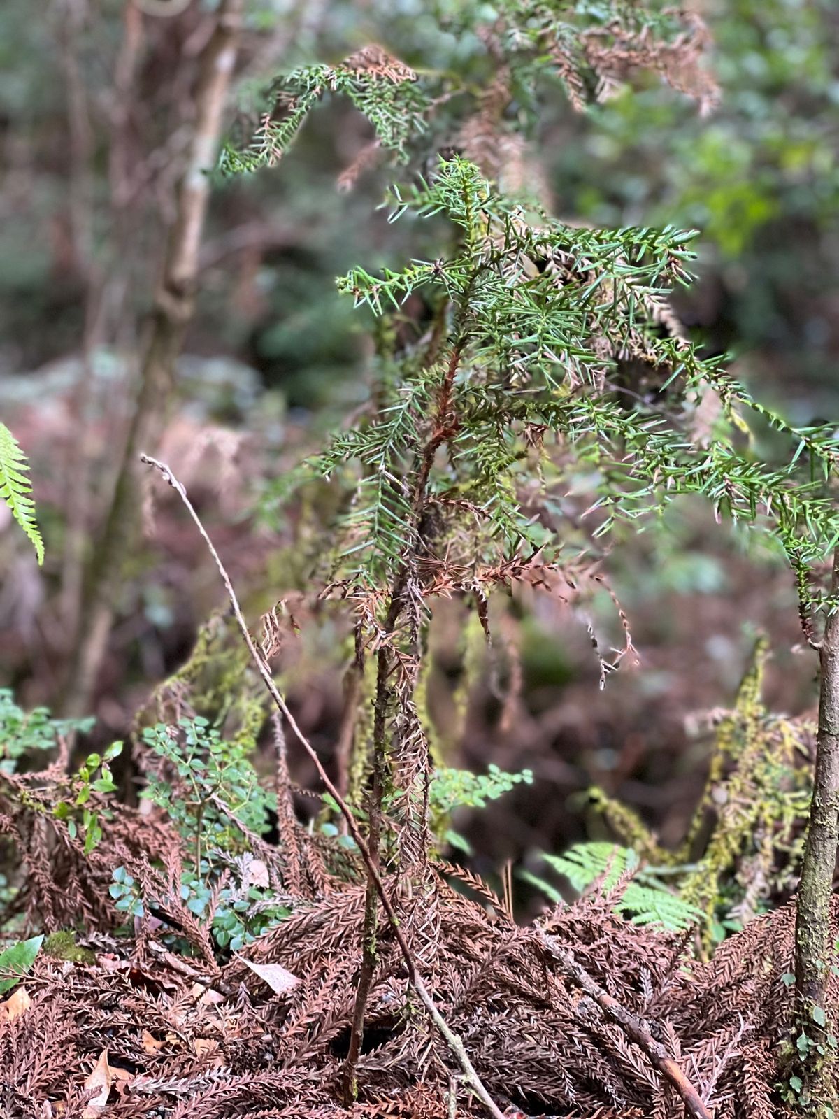 屋久杉の赤ちゃん達🌱

1枚目が2〜3年
2枚目が4〜5年
3枚目が7〜8...