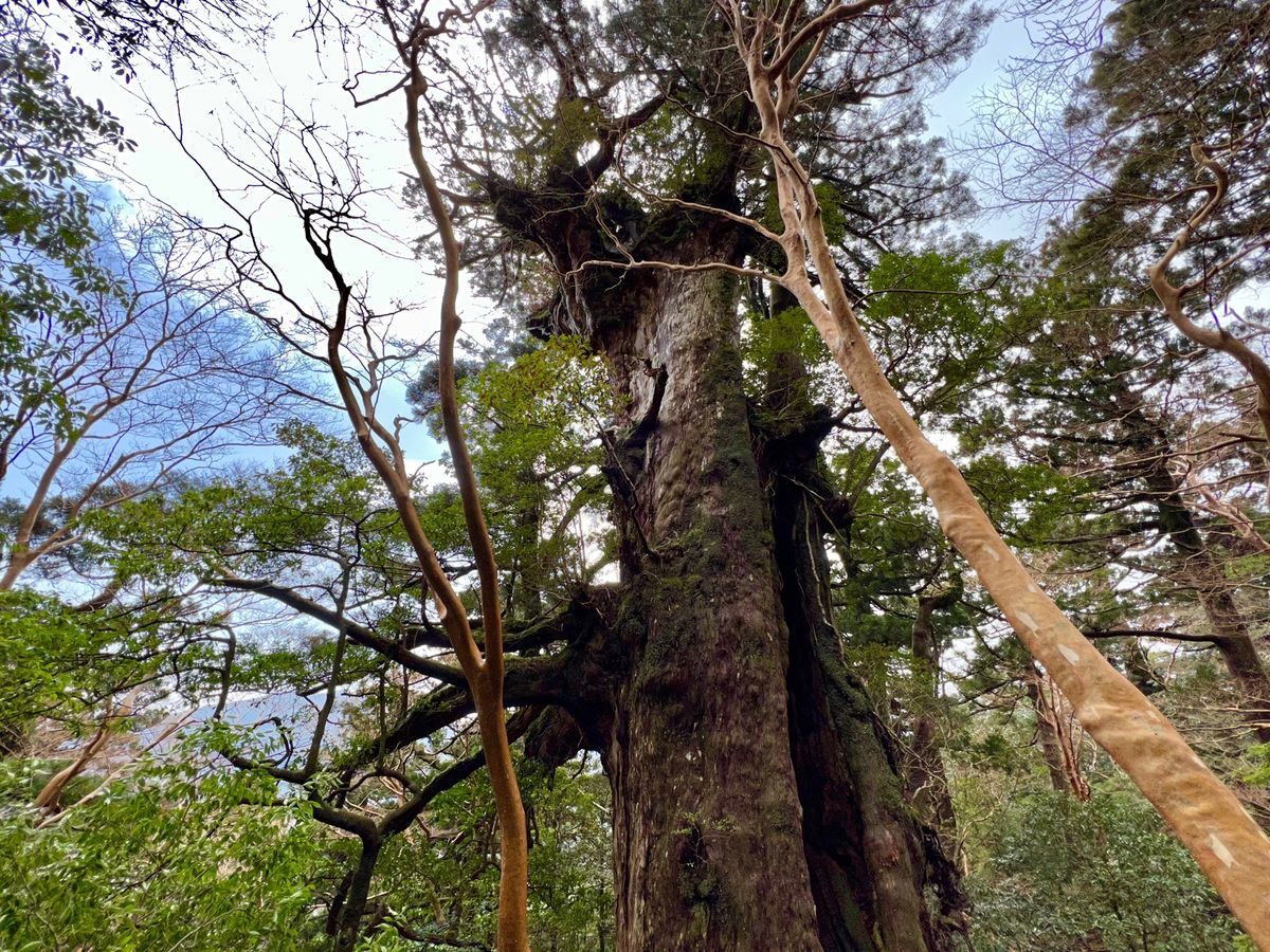日照圏を巡る木々達の争い

場合によっては合体したり🌲

この辺りはヒメシ...