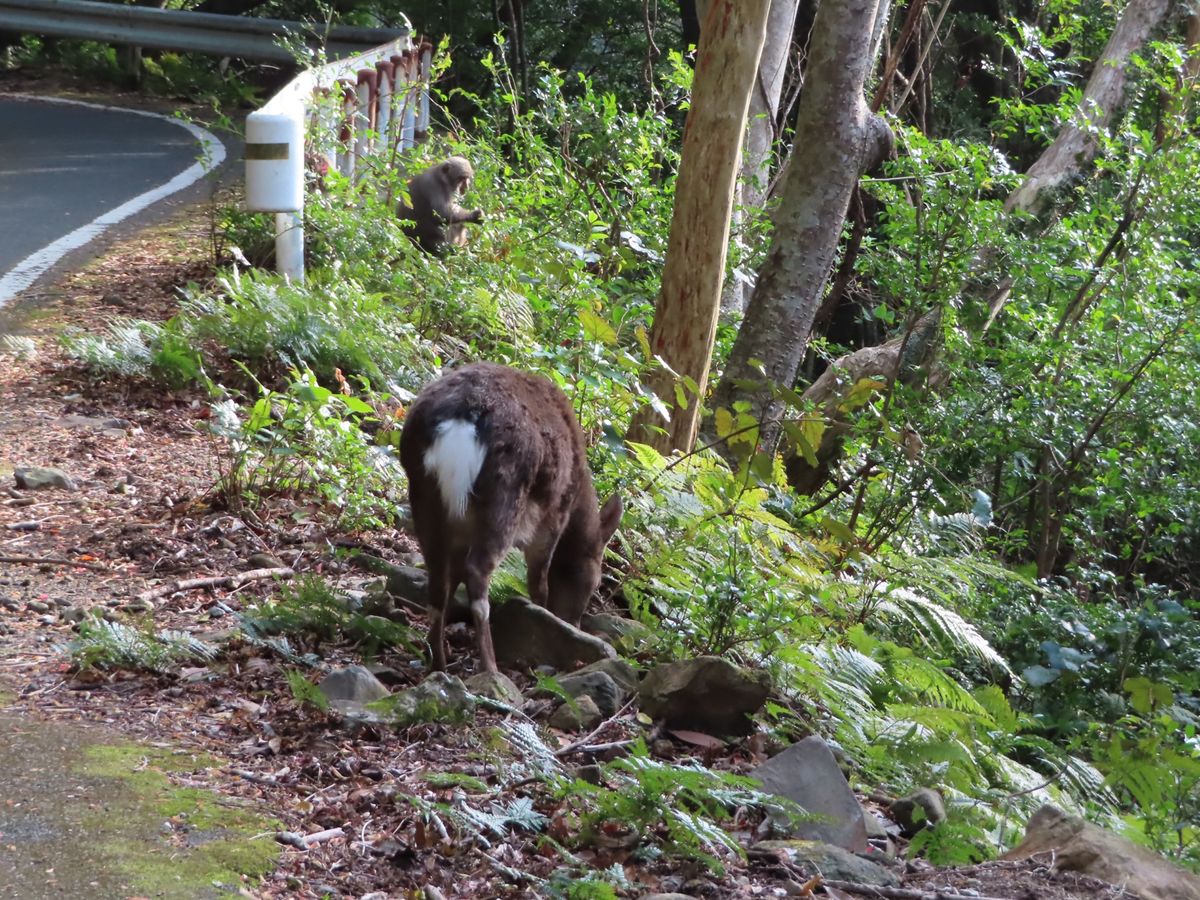 西部林道では
ヤクシマザルとヤクシカのコラボも見れた😍