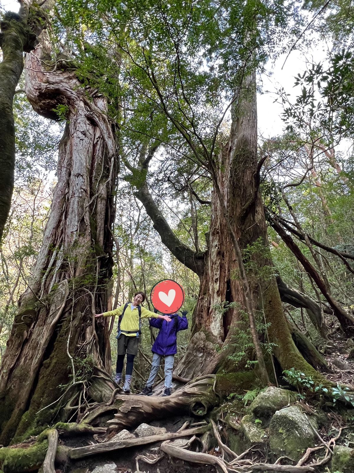 全体の行程で考えると
まだまだ全然麓のほうだけど
一緒に写ると屋久杉大きい...