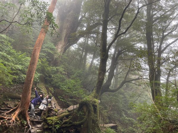 日本・屋久島「初めての屋久島⛰」の写真：屋久杉の雄大さと
霧がかって神秘的な雰囲...