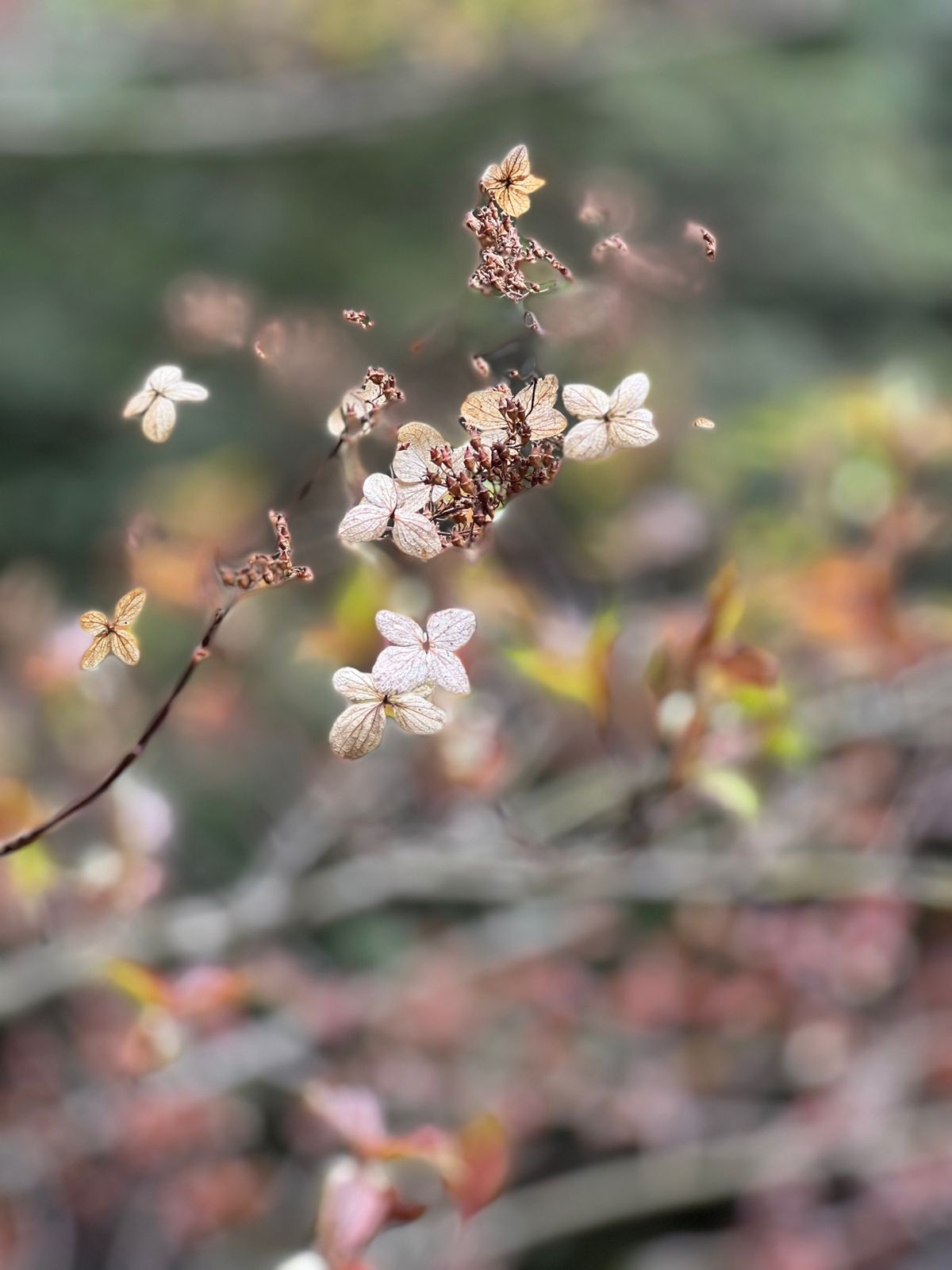 切り株の上に種が落ちて発芽した二代杉
生命力がすごい！

近くでみると本当...