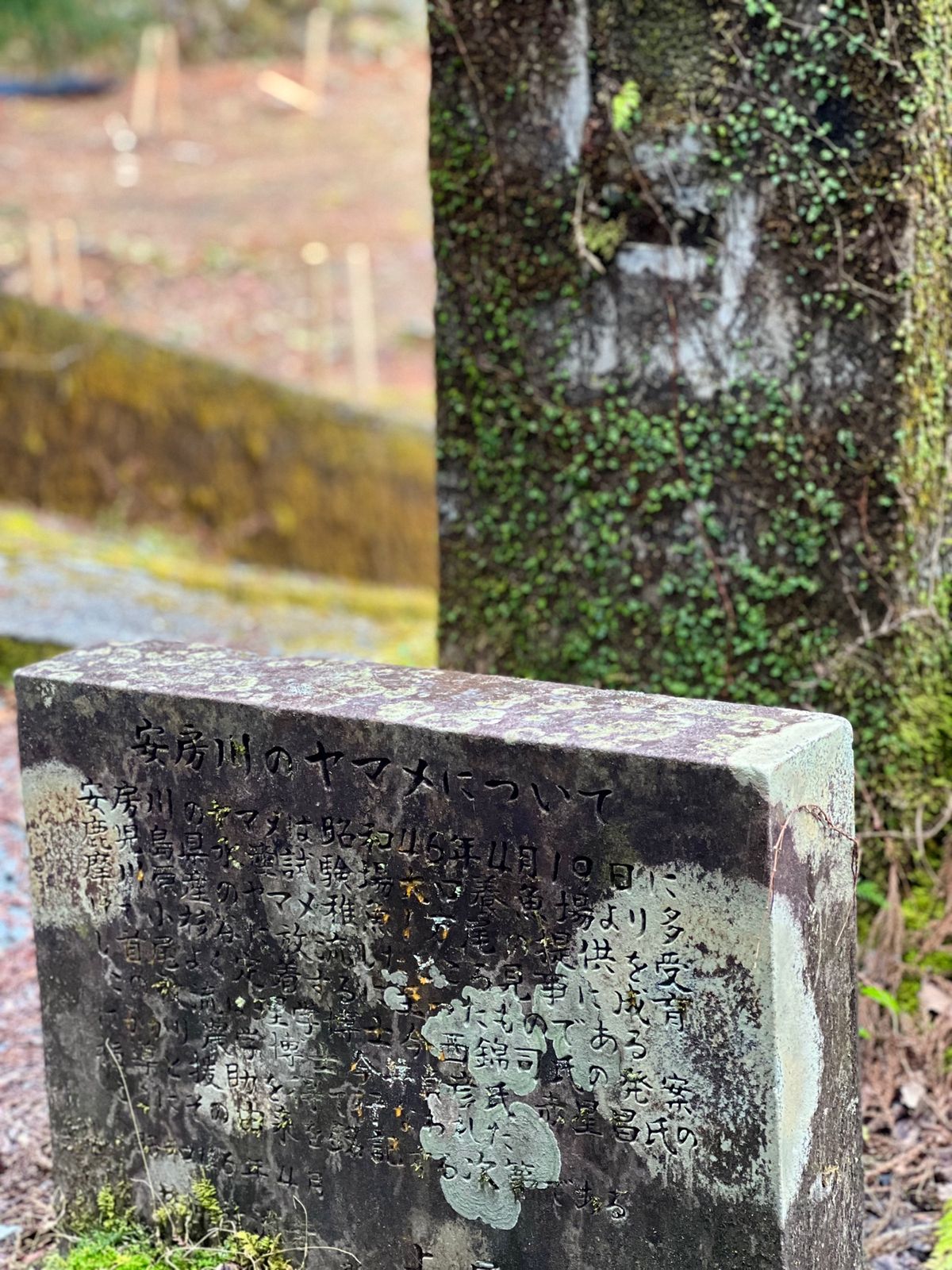 小杉谷小中学校跡

1時間くらい歩いたところかな？
ここは昔は普通に生活圏...