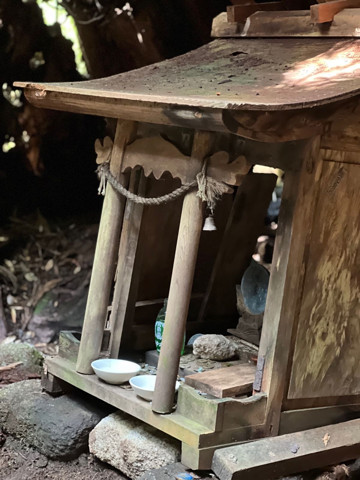 屋久島といえばウィルソン株

中にすっぽりと入れる大きさの切株に
屋久杉の...