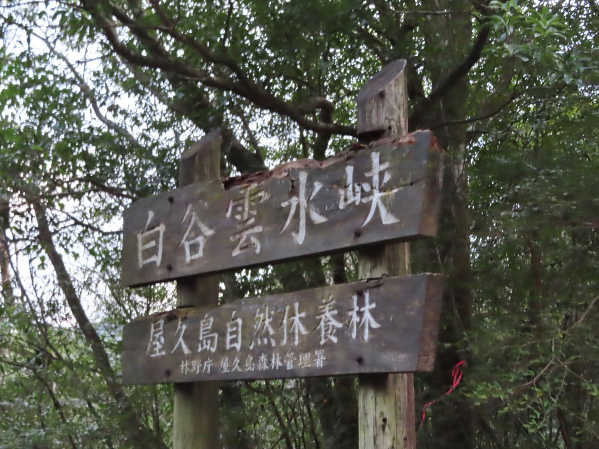 この日は白谷雲水峡のトレッキング

薄々予感してはいたけど…
前日の縄文杉...