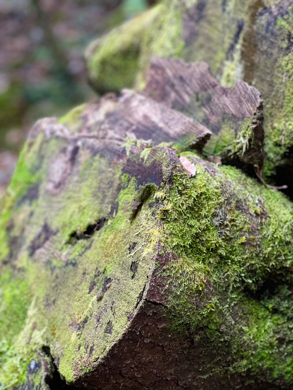 往路は慌ててしか撮れなかった七本杉

本当に色々な種類の苔が生えてる
植物...