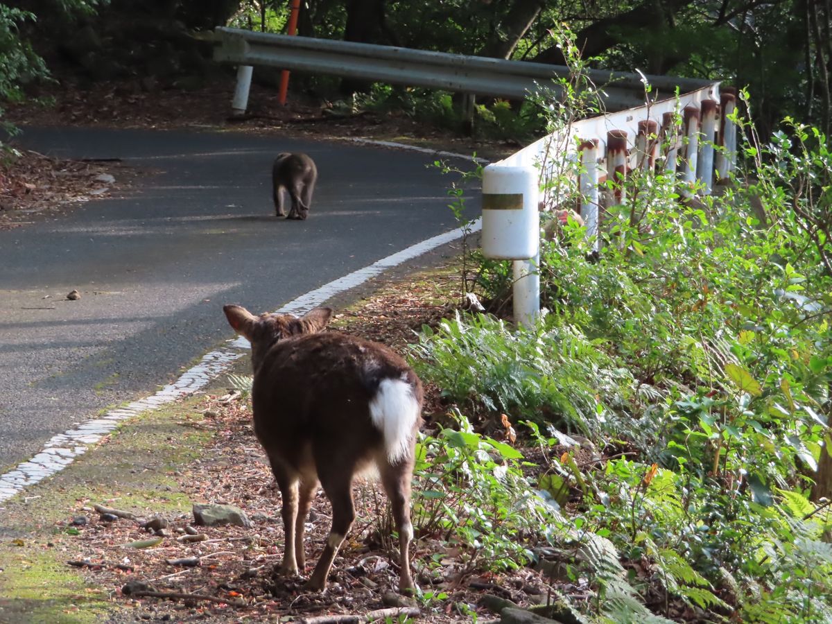 西部林道では
ヤクシマザルとヤクシカのコラボも見れた😍