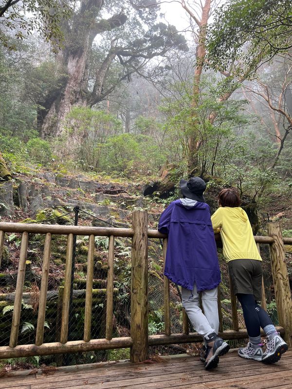 日本・屋久島「初めての屋久島⛰」の写真：やっとの思いで縄文杉に到着

大きいんだ...