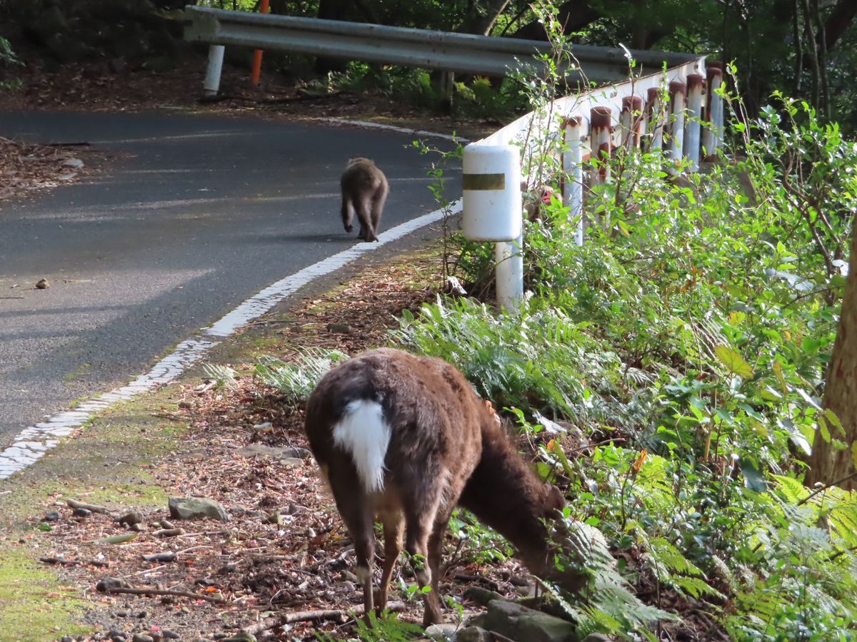 西部林道では
ヤクシマザルとヤクシカのコラボも見れた😍