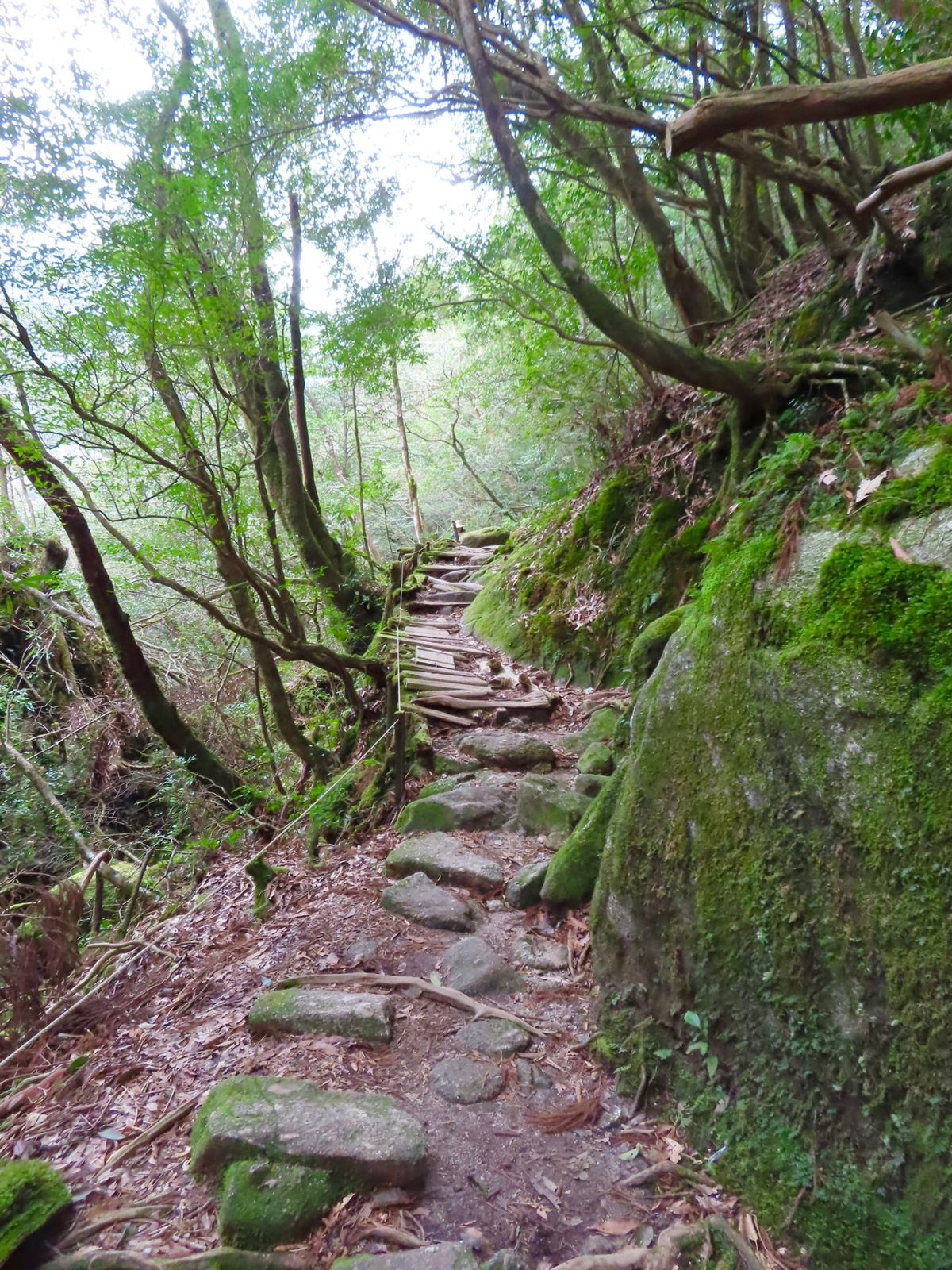 杉と苔たちの存在感がすごくて
ついつい色々と撮ってしまう
