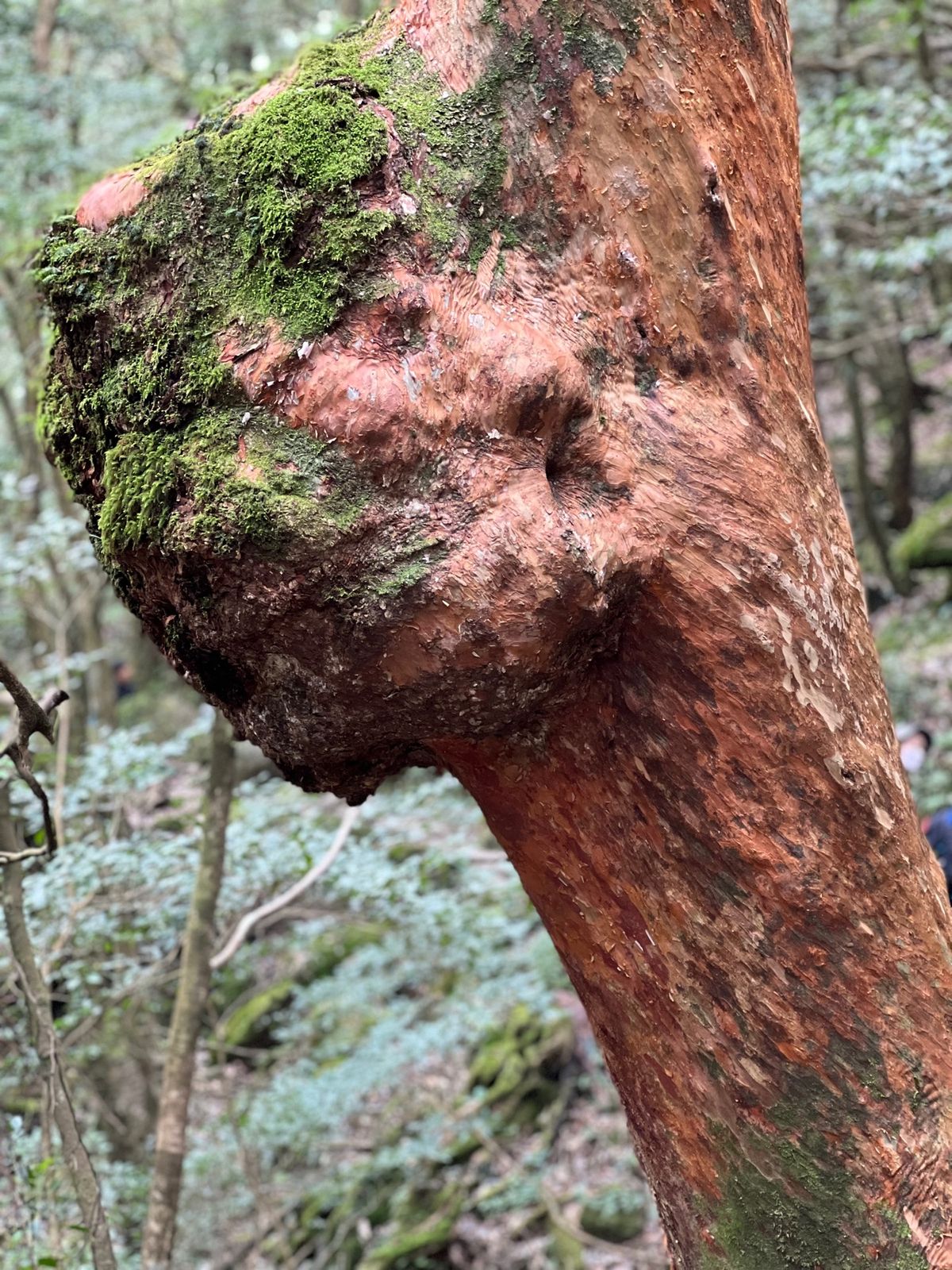 屋久杉の大きさもさることながら
巨石の大きさにも圧倒される