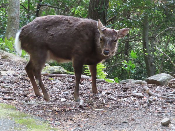 日本・屋久島「初めての屋久島⛰」の写真：西部林道では
ちょこちょことヤクシカちゃ...