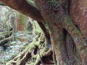 苔むす森

やっとの思いで到着〜😩
距離は縄文杉に比べたら全然たいしたこと...