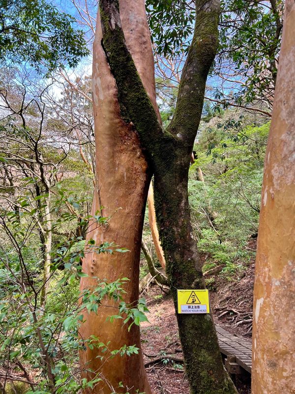 日本・屋久島「初めての屋久島⛰」の写真：日照圏を巡る木々達の争い

場合によって...