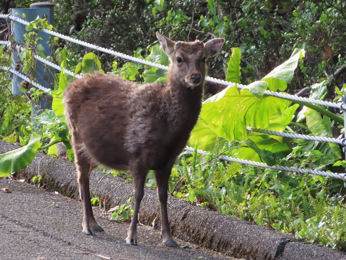 🐒ちゃんのあとには
ヤクシカにも出会った😍

結構近くて感動