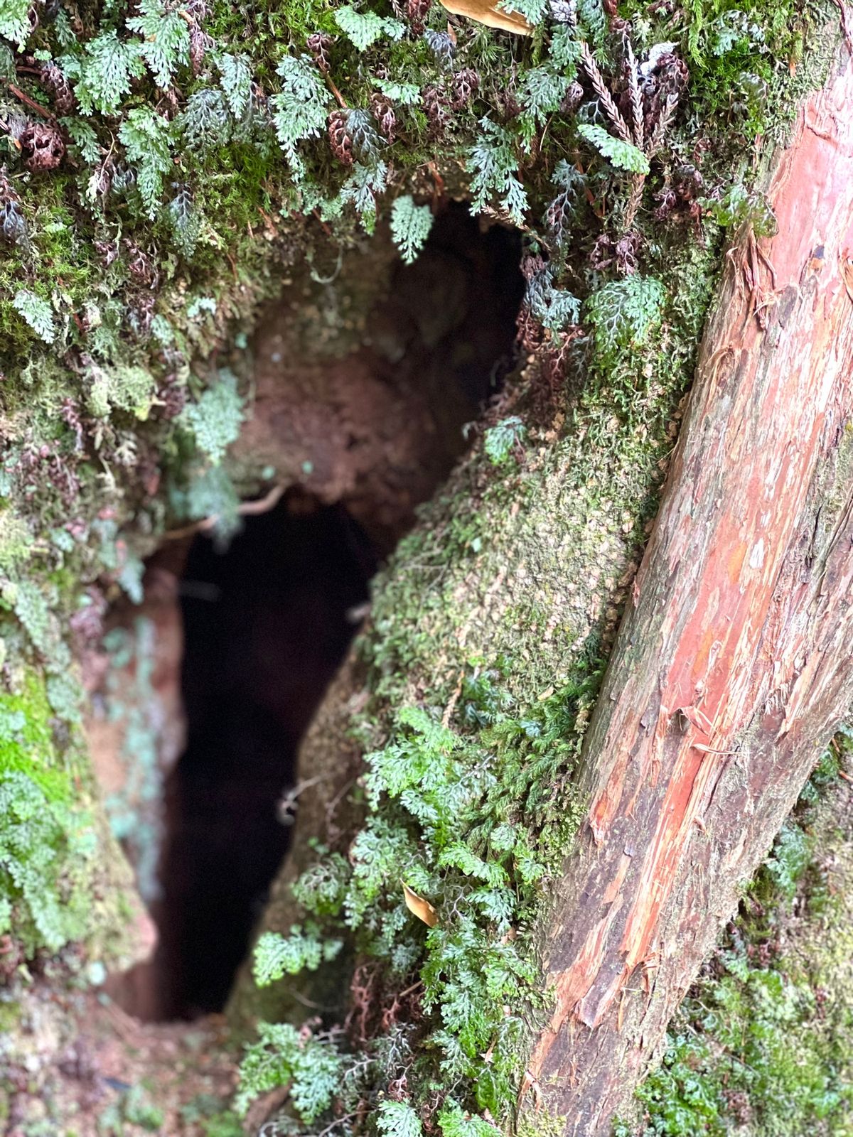 岩が直線的に削られてるところをみると
屋久島ではいかに水が勢いよく流れてい...