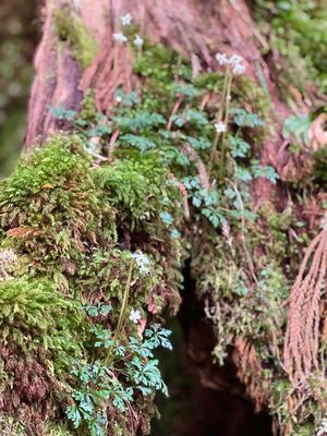 よく見てみると
苔も色んな種類のものが生えてて可愛い

鹿の角みたいな根っ...