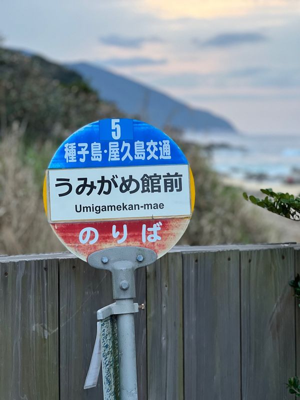 日本・屋久島「初めての屋久島⛰」の写真：永田いなか浜

🐢が上陸してくるビーチら...