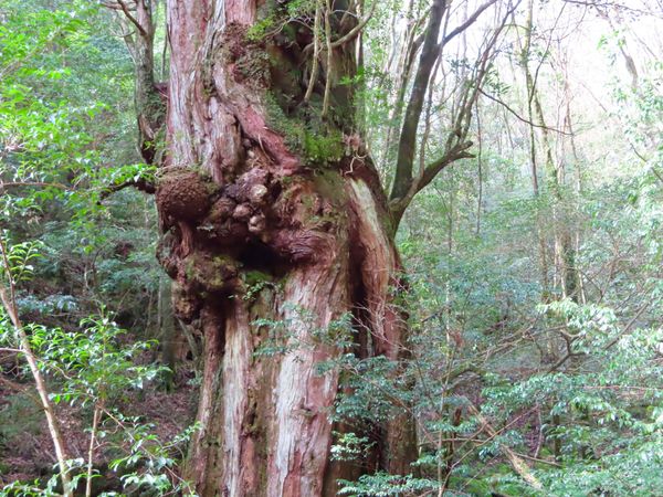 日本・屋久島「初めての屋久島⛰」の写真：仁王杉（阿形）

存在感がすごい！
吽形...